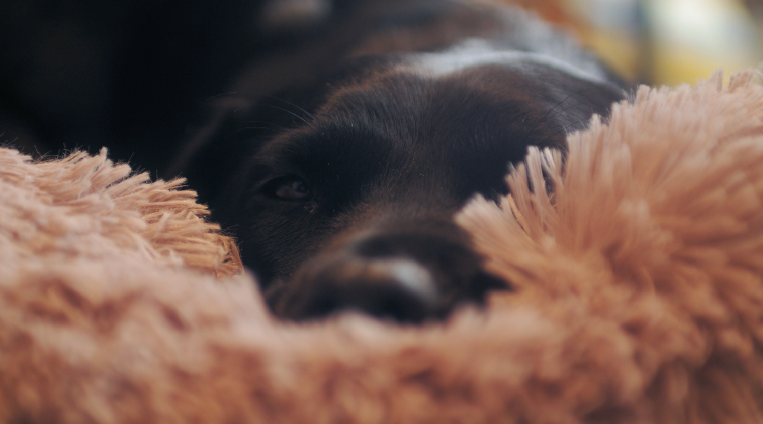 dog in bed