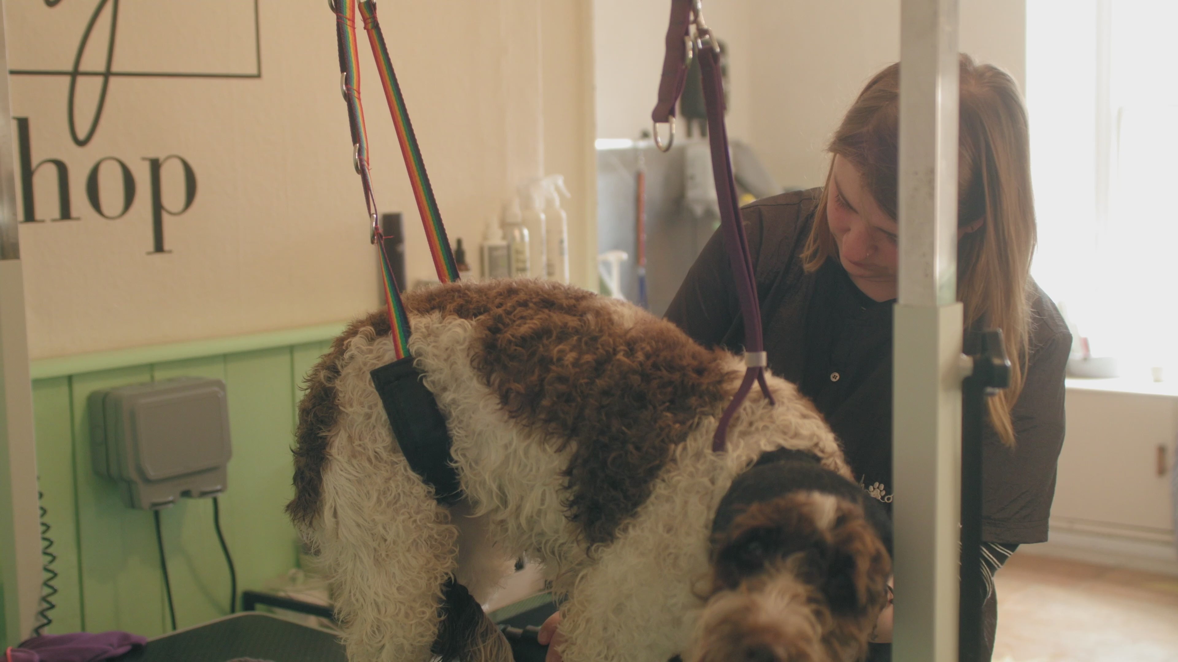 Load video: Dog grooming video